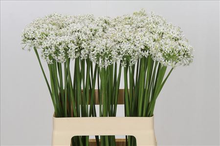 Allium Tuberosum