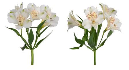 Alstroemeria Perfection White