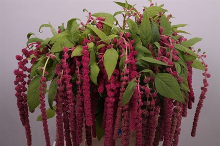 Amaranthus Caudatus Rosary