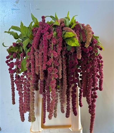 Amaranthus Caudatus Rosary