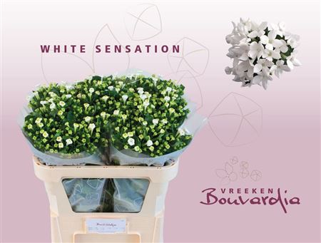 Bouvardia Si White Sensation