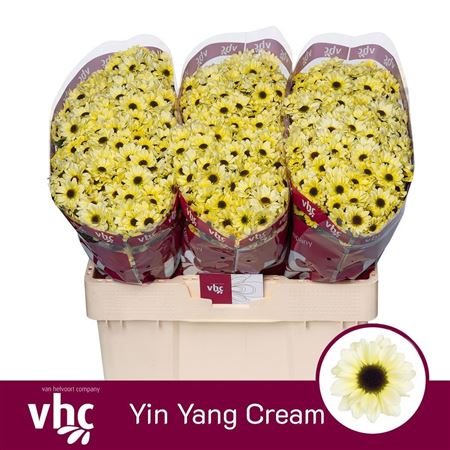 Chrys Sa Yin Yang Cream