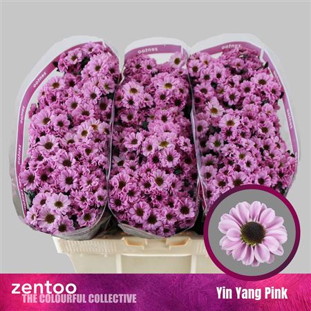 Chrys Sa Yin Yang Pink