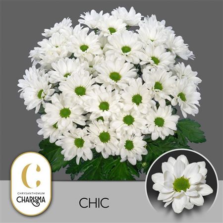 Chrys Spray Chic