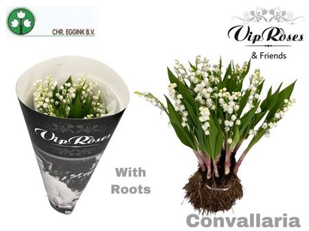 Convallaria White
