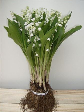 Convallaria White