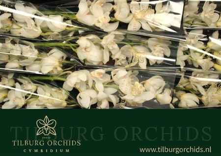 Cymbidium White Winterbird