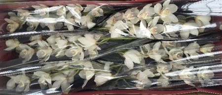 Cymbidium White Winterbird