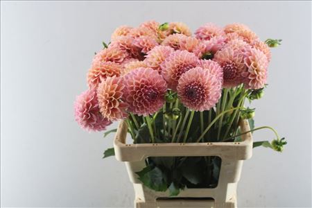 Dahlia Lindas Baby