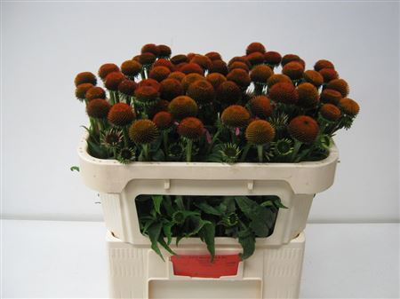 Echinacea Purpurea