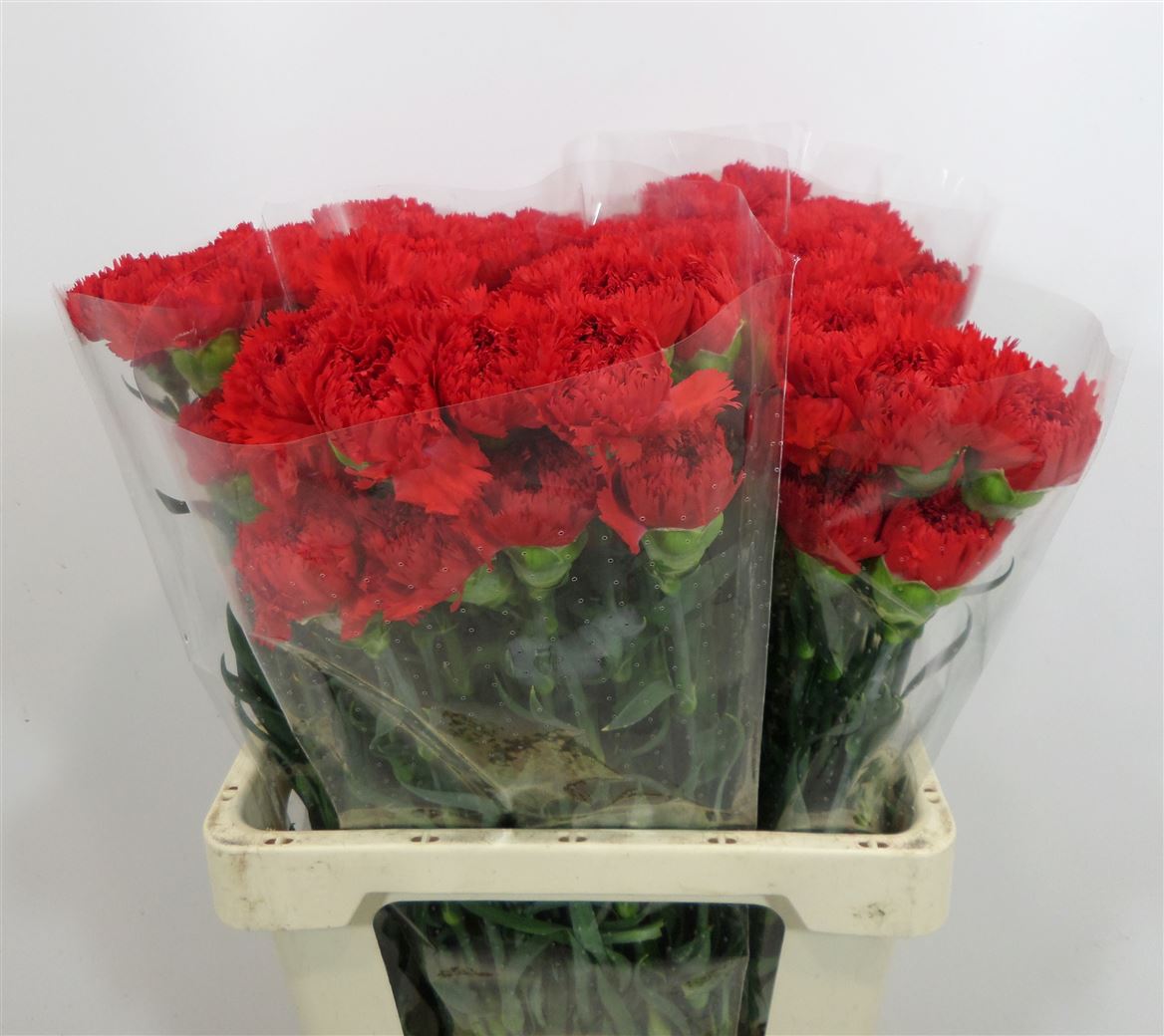 Garofano Ec Red Santa Dorotea