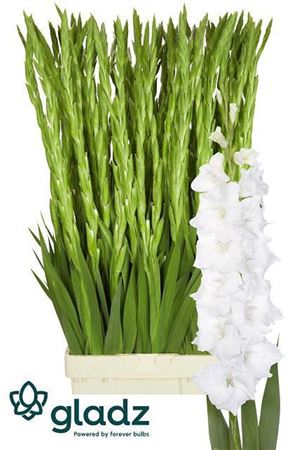 Gladiolus La Puravida