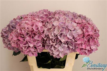 Hydrangea Mag Swee Ruby