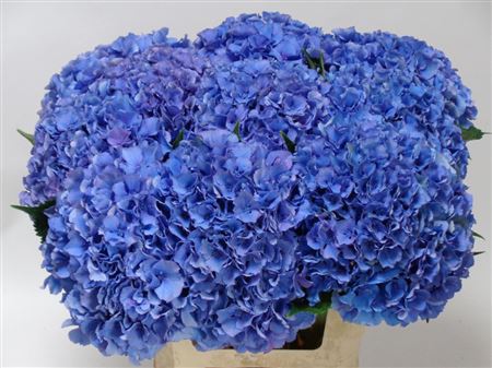 Hydrangea Royal Parade