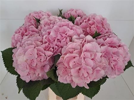 Hydrangea Verena