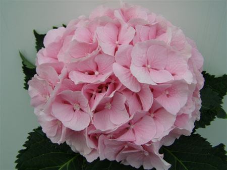 Hydrangea Verena