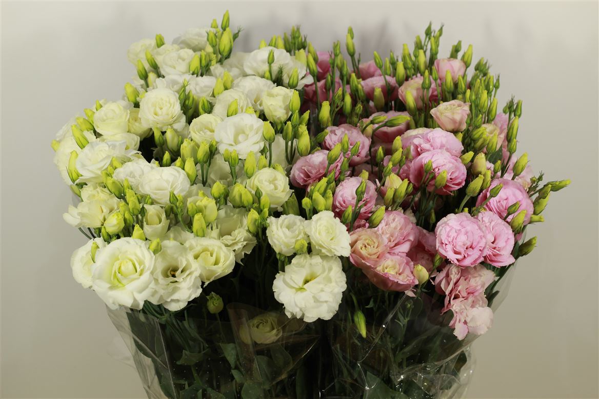 Lisianthus Mix Colour Balla