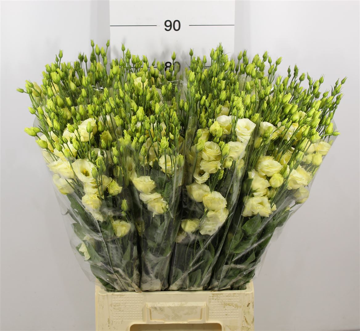 Lisianthus Rosita Yellow