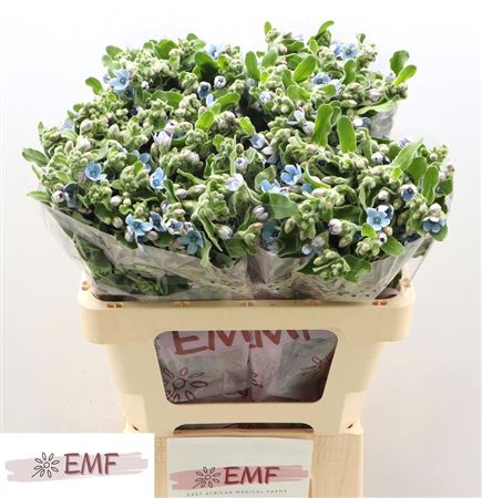 Oxypetalum Tanioka Pure Blue