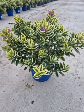 Pianta Hebe