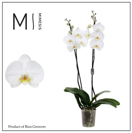 Pianta Phalaenopsis White