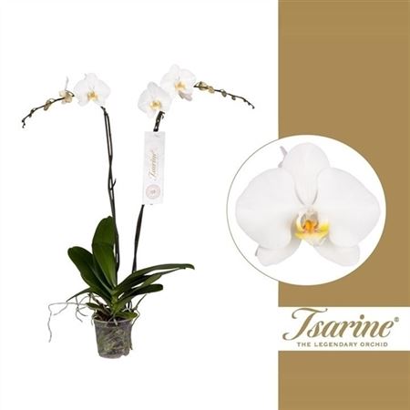 Pianta Phalaenopsis White