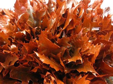 Quercus Rubra Rood