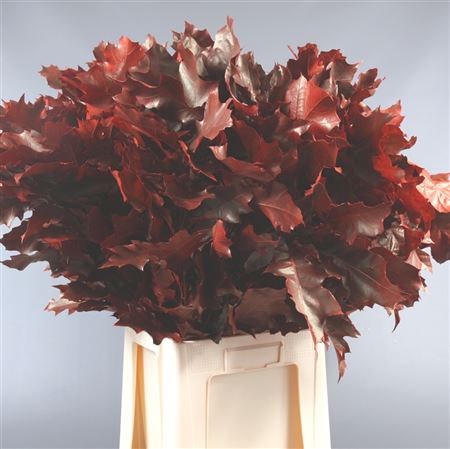 Quercus Rubra Rood