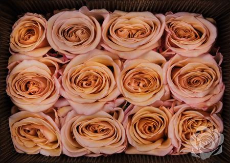 Rosa Ec Caramel Dream Flores Verdes