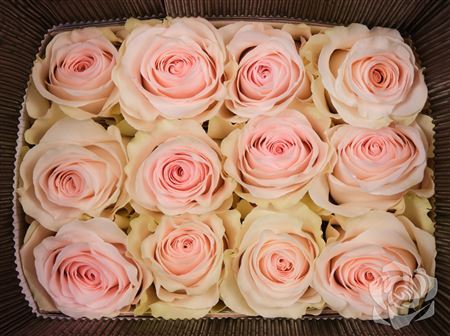 Rosa Ec Fancy Dreams Bellarosa