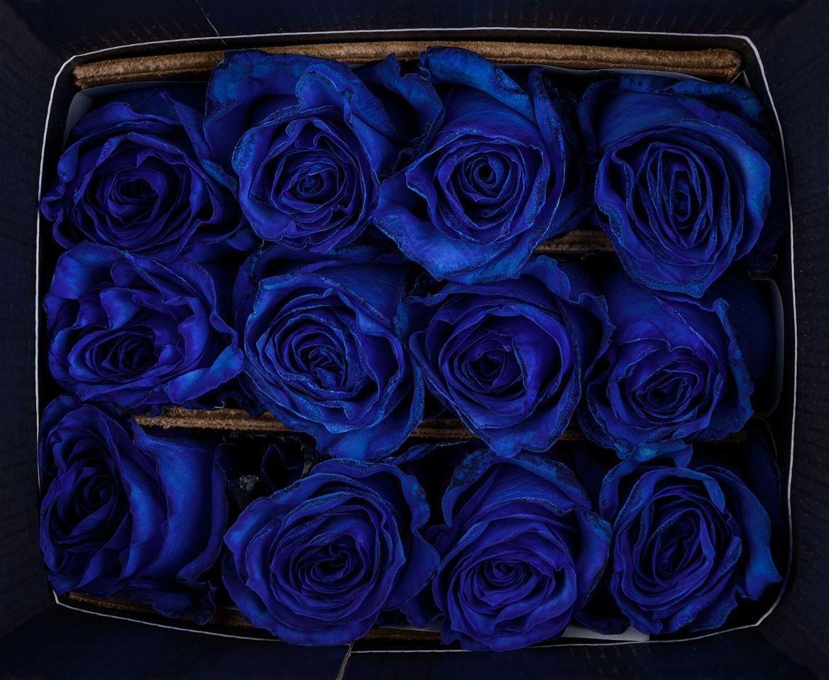 Rosa Ec Mondial Blue Tinted Flores Verdes