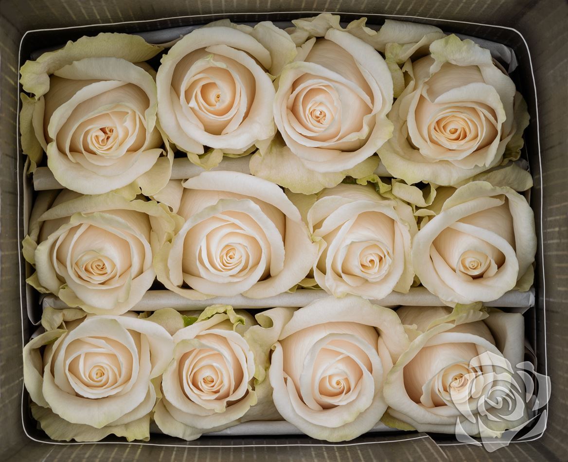 Rosa Ec Vendela Ceres