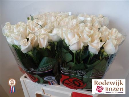 Rosa Ec Vendela Tavola