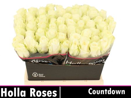 Rosa Large Countdown
