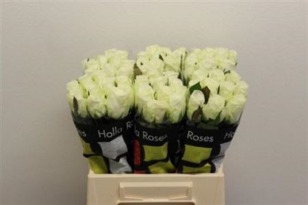 Rosa Large Countdown