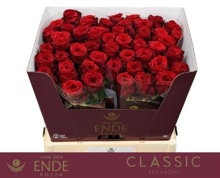 Rosa Large Red Naomi!