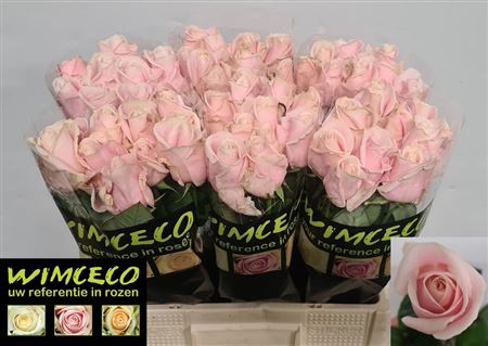 Rosa Large Sweet Avalanche+
