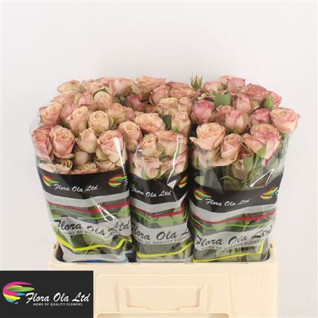 Rosa Spray Destini