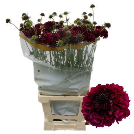 Scabiosa Scoop Purple Dark