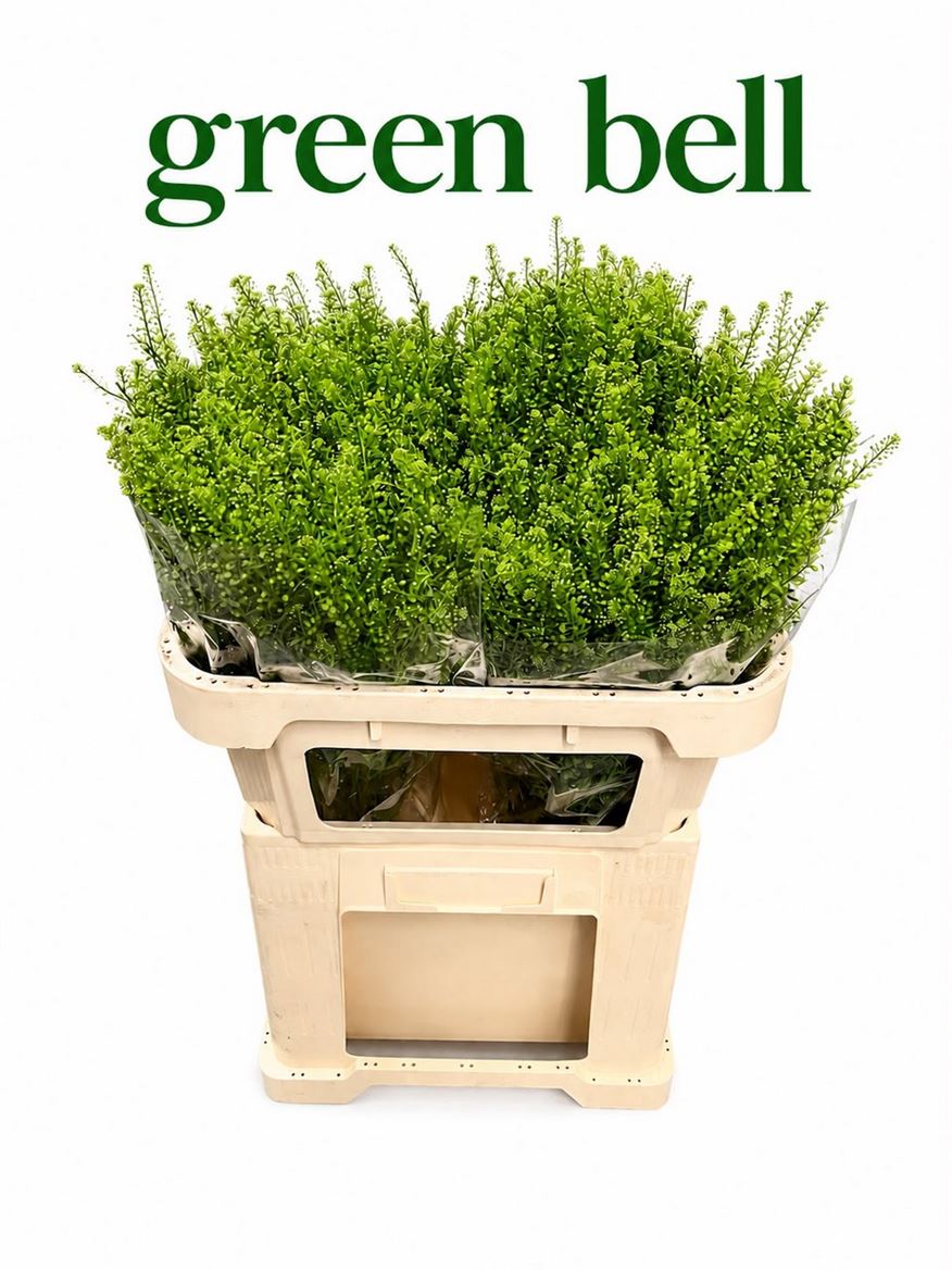 Thlaspi Green Bell