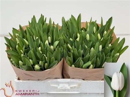 Tulipa Si Royal Virgin