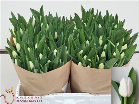 Tulipa Si Royal Virgin