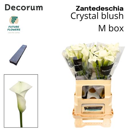 Zantedeschia Crystal Blush