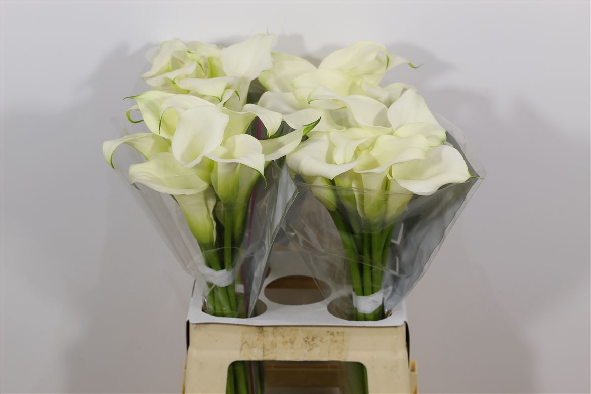 Zantedeschia Crystal Blush