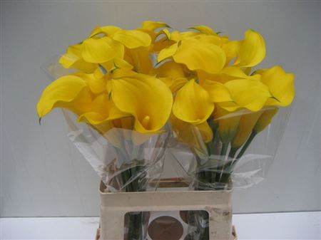 Zantedeschia Gold Medal