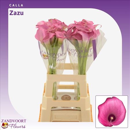 Zantedeschia Zazu