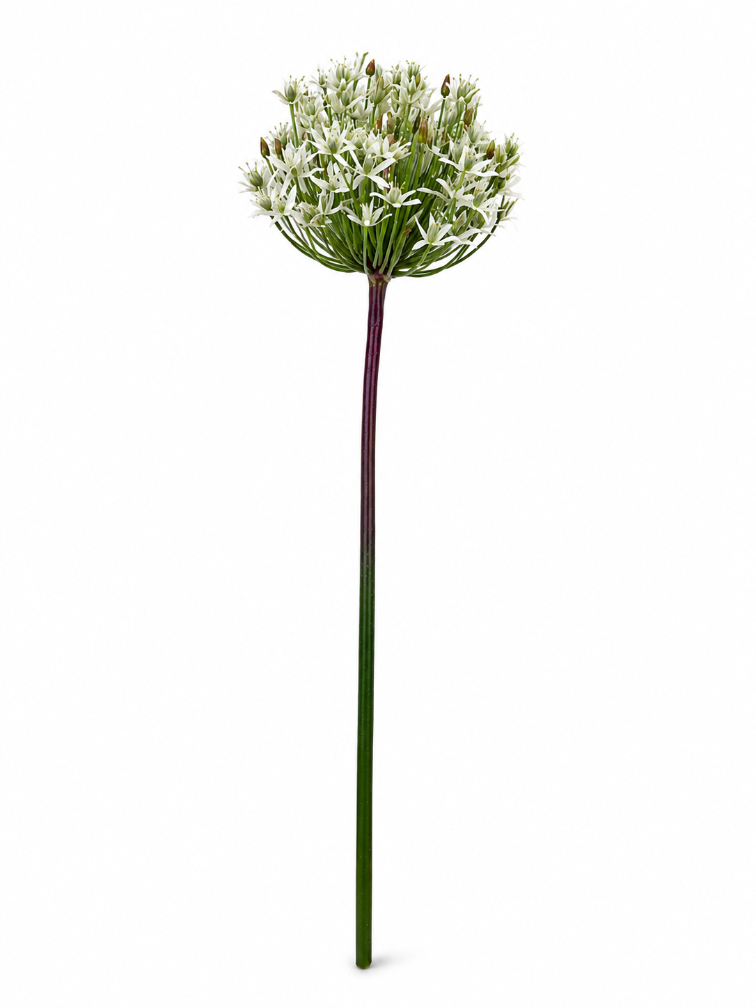 Art. Ramo Agapanthus 87cm - White