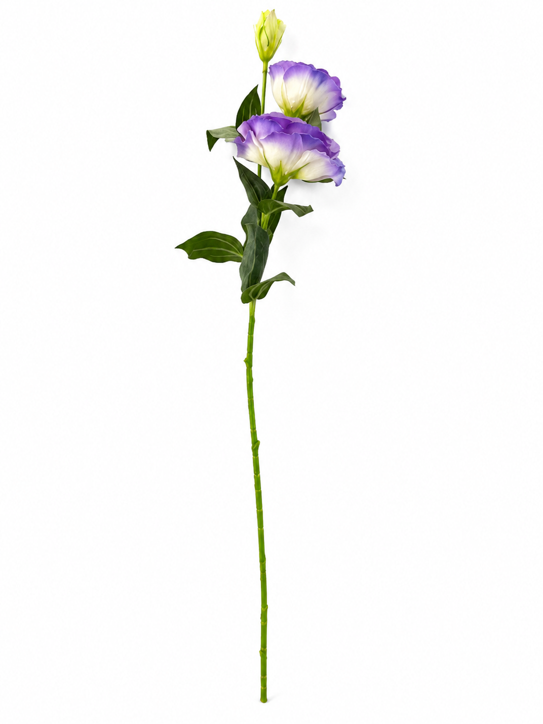 Art. Ramo Lisianthus X2 Cm70 Cream-la